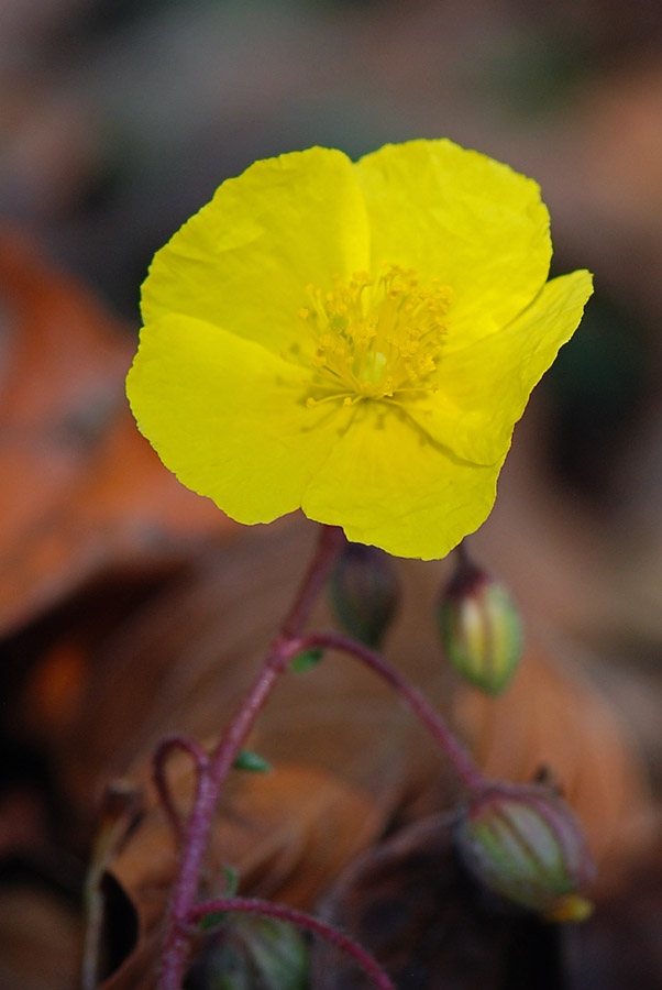 Fiore del Summano da ID.- Helianthemum sp.